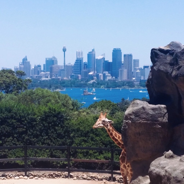 Giraffes view of Sydney